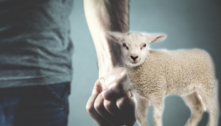 агне - ПАК ЖЕСТОКОСТ СРЕЩУ ЖИВОТНО: Мъж уби с ритници в главата агне