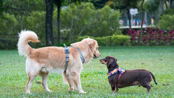 Прави ли разлика кучето ви между събратята си и други животни