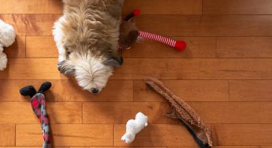 куче играчка