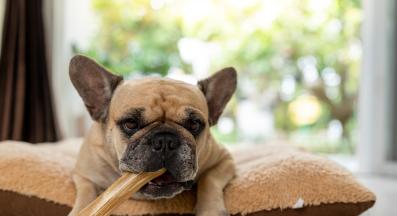 куче лакомство