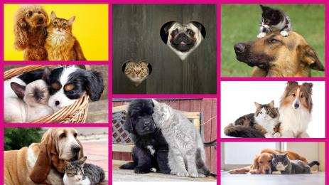 кучета и котки