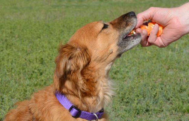 куче портокали