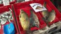 Никулден риба шаран Бургас пазар