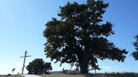 Дърво с корен 2023