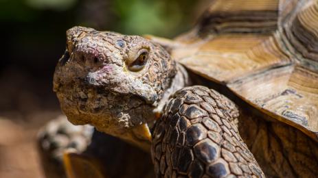 костенурка