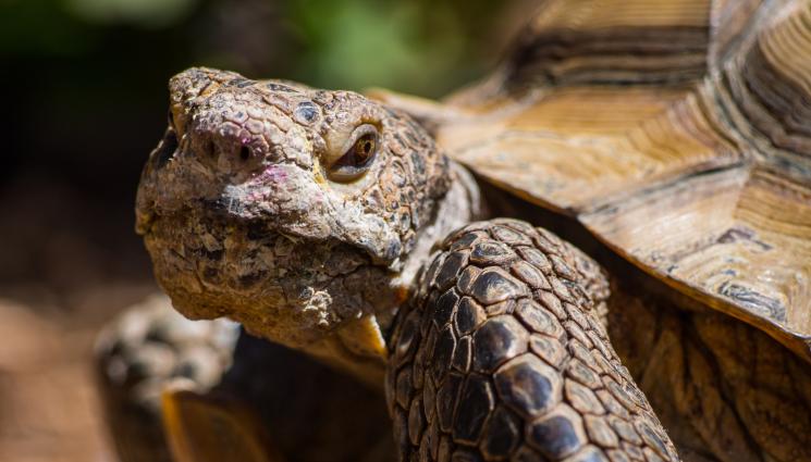 костенурка - Най-старата костенурка в света празнува 190-ия си рожден ден