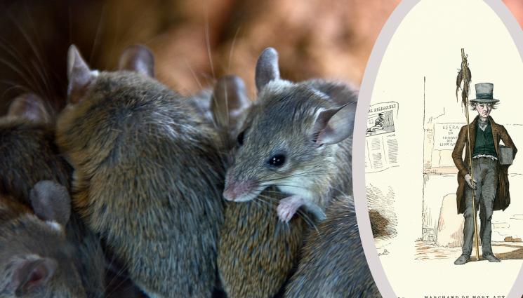 плъх - НАШЕСТВИЕ: Плъхове дебнат от всяка дупка