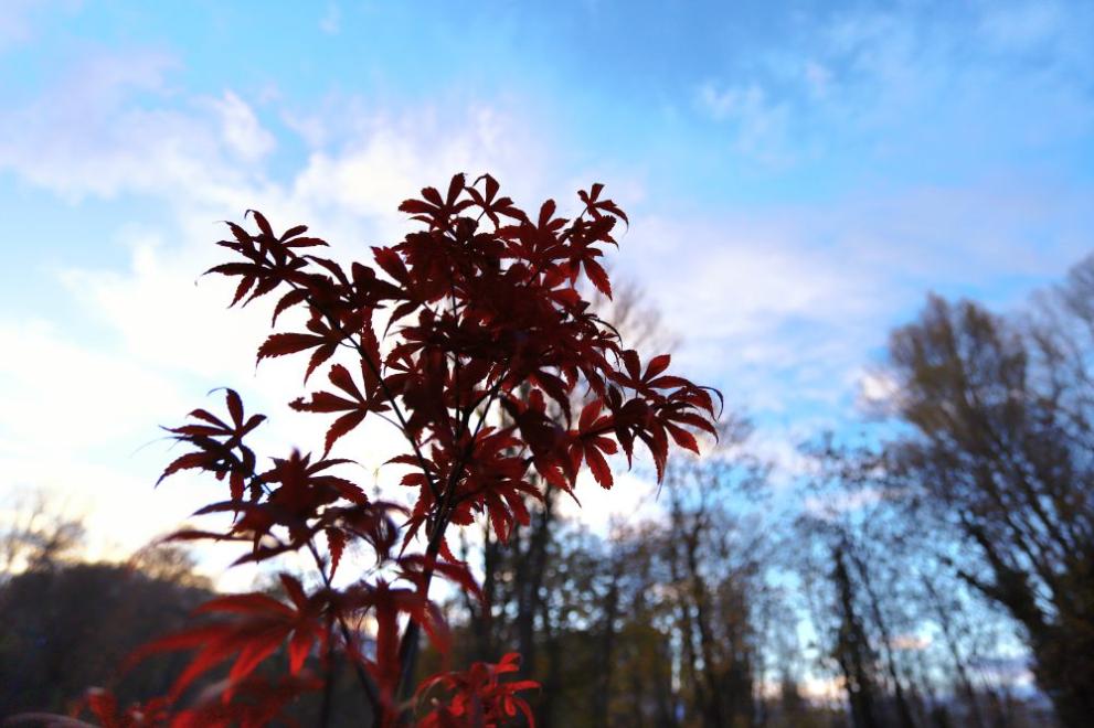 Предимно облачно, а на отделни места в неделя ще има