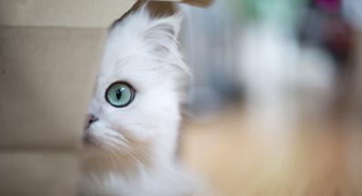 котка се крие