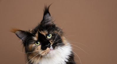 трицветна котка