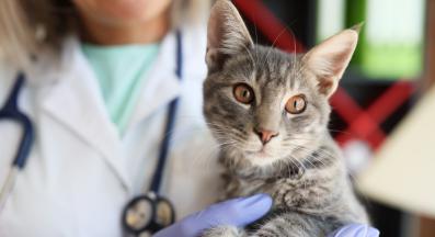 котка при ветеринар