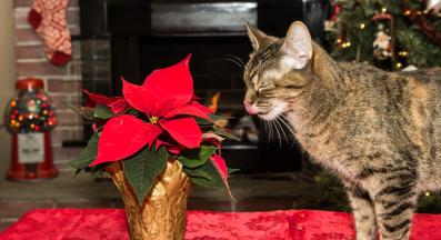 котка и коледна звезда