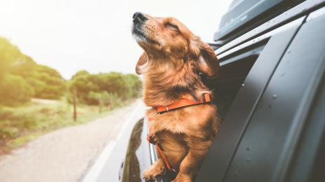 куче в кола