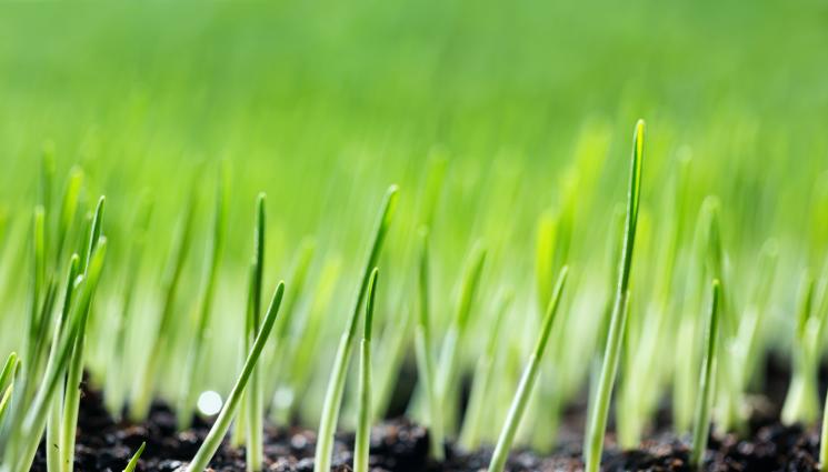 почва - Агро Телеграф: Затоплянето активира вегетацията на пшеницата