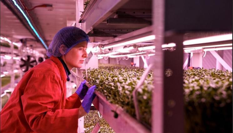 ферма - Агро Телеграф: Бомбоубежище стана ферма за салати