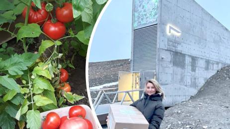 домати ноев ковчег