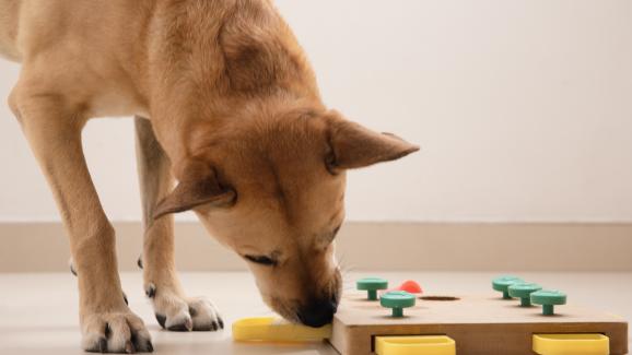 Как играчките тип пъзел помагат на кучето ви