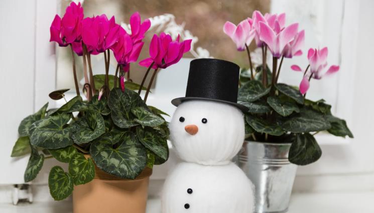 циклама - Агро Телеграф: Цикламата се чувства щастлива при 20°C