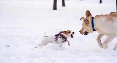 кучета агресия