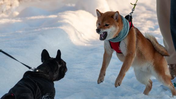 7 причини защо кучетата се държат агресивно помежду си