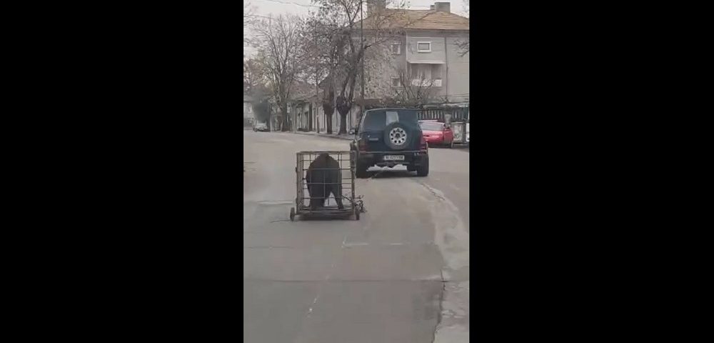 прасе шофьор