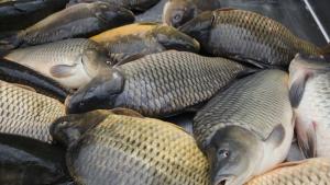 Рибари дариха 30 кг риба за Никулен в кв Аспарухово