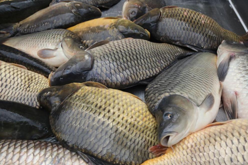Рибари дариха 30 кг. риба за Никулен в кв. Аспарухово
