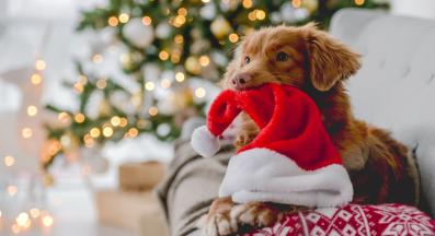 куче Коледа