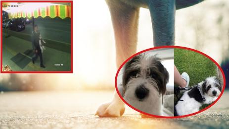 откраднато куче Манастирски ливади