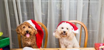 8 храни, с които можете да почерпите кучето си на празниците