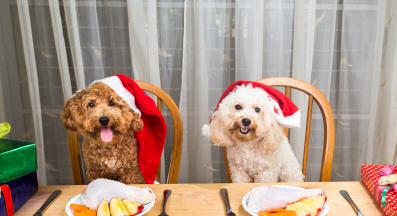 куче Коледа