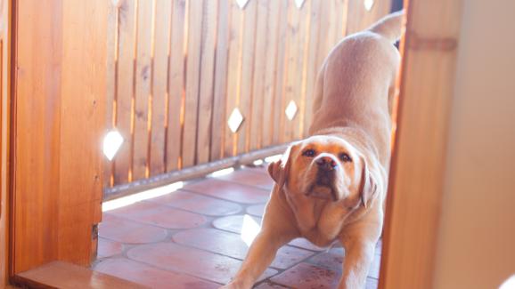 Как да обучим кучето си да не драска по вратата