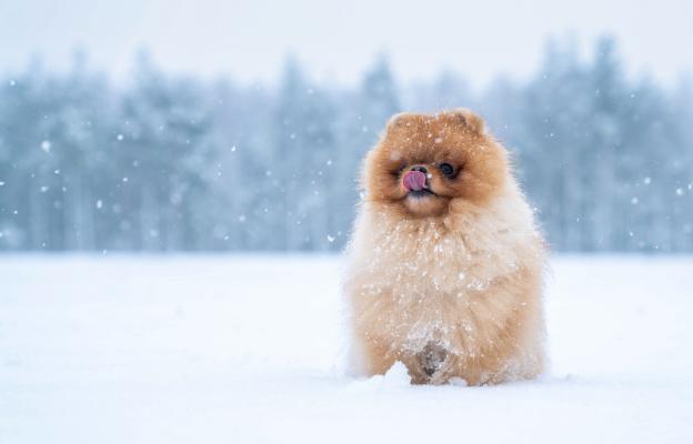 куче зима