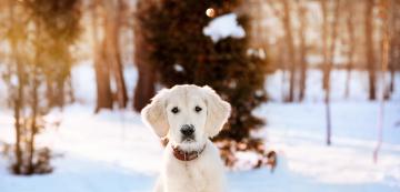 Грижи за външния вид на кучето през зимата