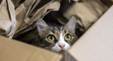 преместване с котка