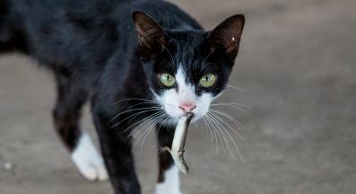 котка и гущер