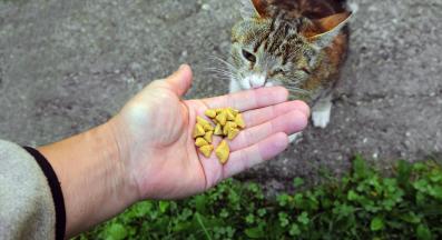 бездомна котка