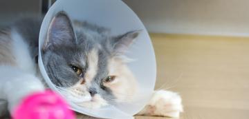 Симптоми на вътрешно нараняване на котка, за които трябва да знаете