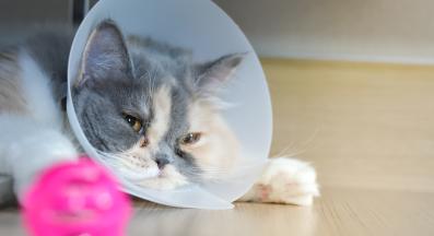 котка с травма