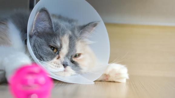 Симптоми на вътрешно нараняване на котка, за които трябва да знаете