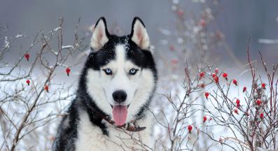 куче сини очи