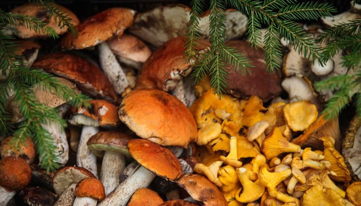 гъби - ЖЕГА! Гъби се появиха през декември