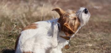 Могат ли кучешките бълхи да се прехвърлят върху хората
