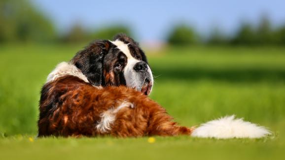 8 големи кучета, които не се нуждаят от много упражнения