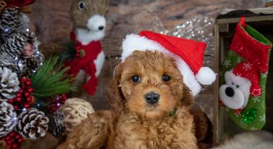 кученце Коледа