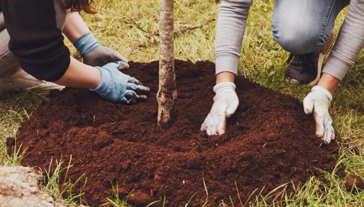 засаждане - Агро Телеграф: Засаждаме дръвчетата през 4 м преди големите студове