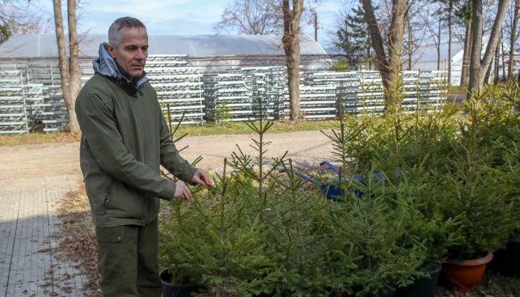 елхи - Агро Телеграф: Елата запазва свежестта си на топло