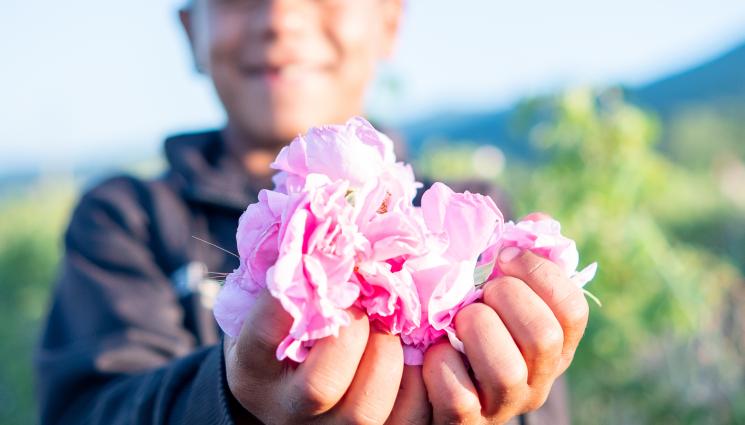 рози - Агро Телеграф: Вдигат плащанията за биопроизводство на рози