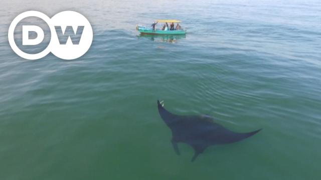 Как в Перу се борят за оцеляването на огромния скат манта (ВИДЕО)