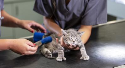 котка с бинт